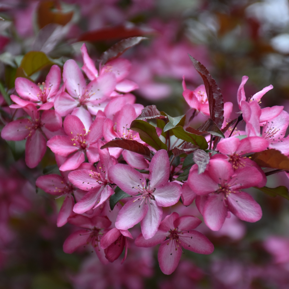 Royal Raindrops Flowering Crab - Image 2