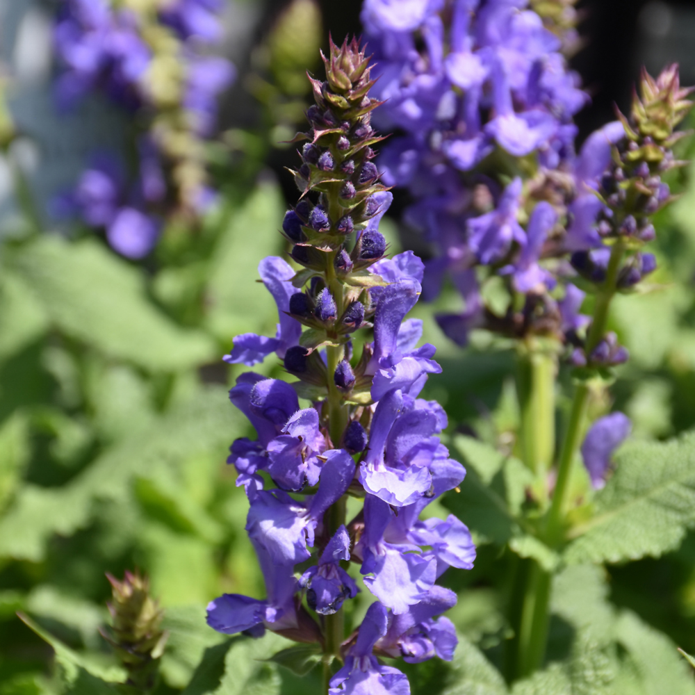 Sky Blue Marvel Meadow Sage