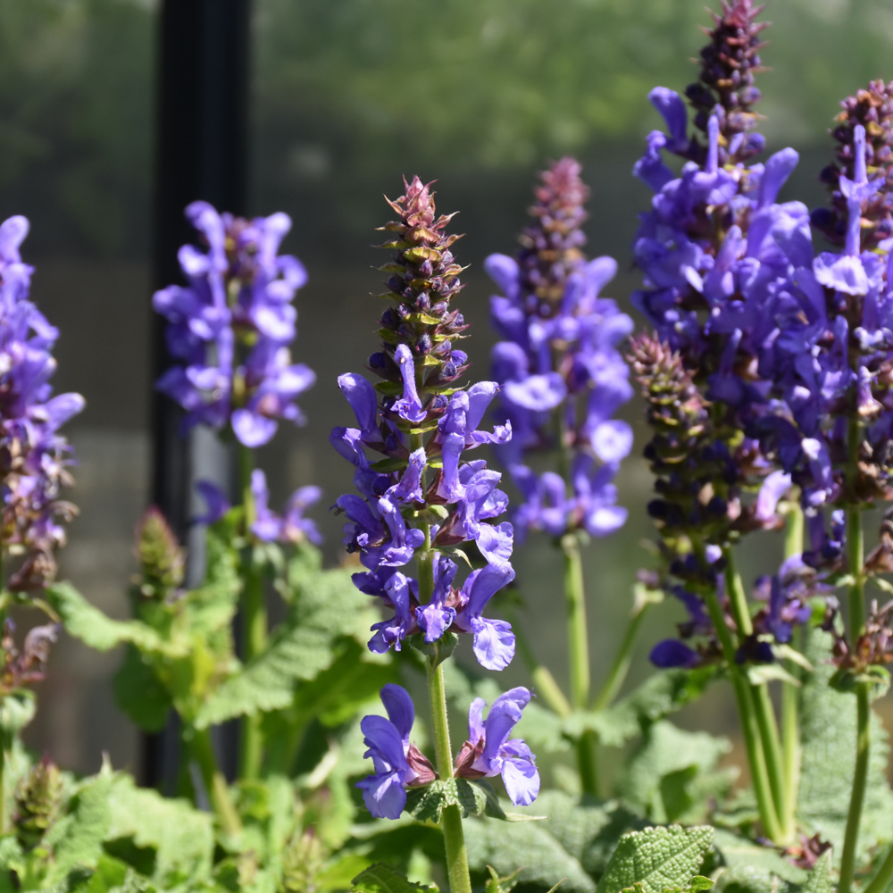Sky Blue Marvel Meadow Sage - Image 2
