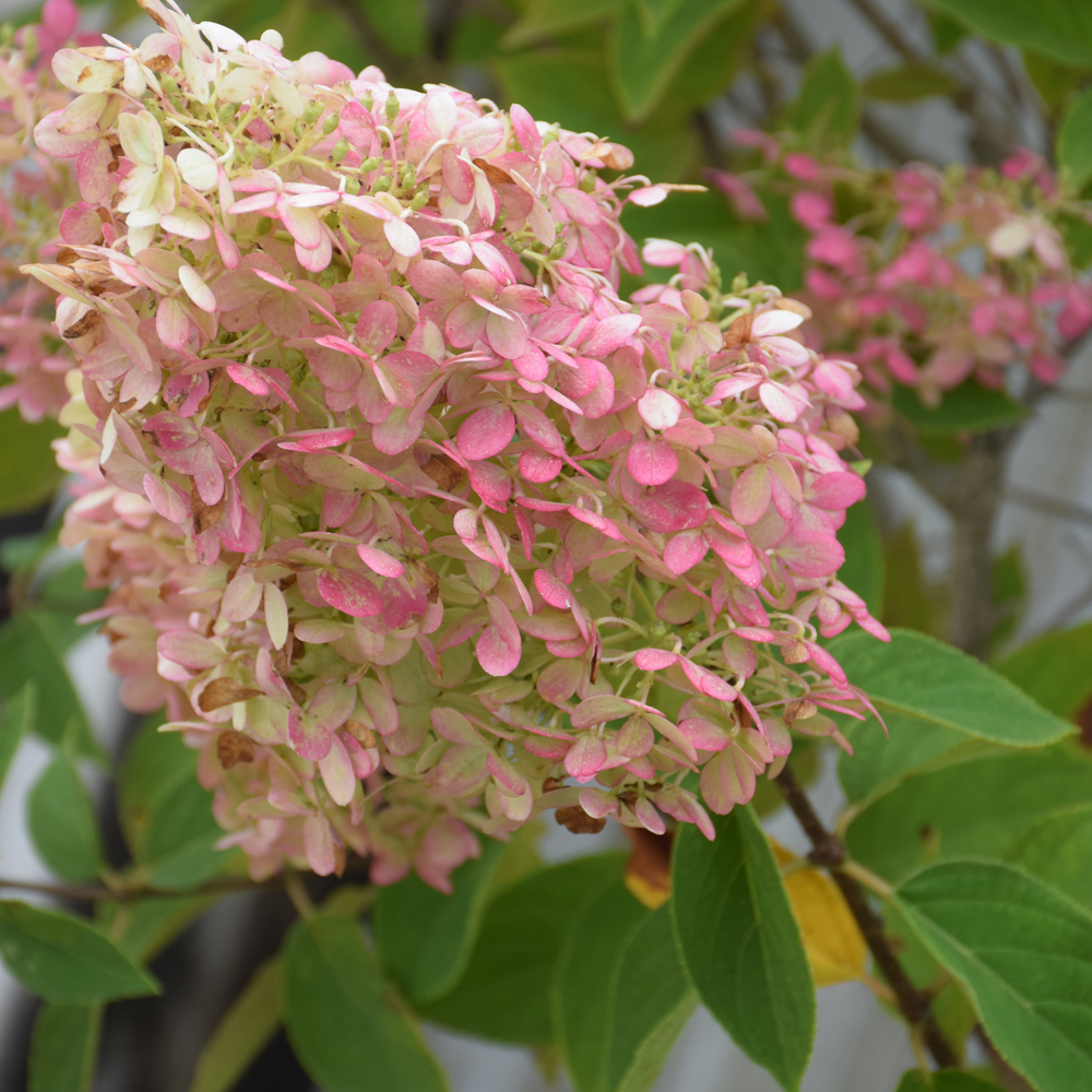 Limelight Hydrangea - Image 3
