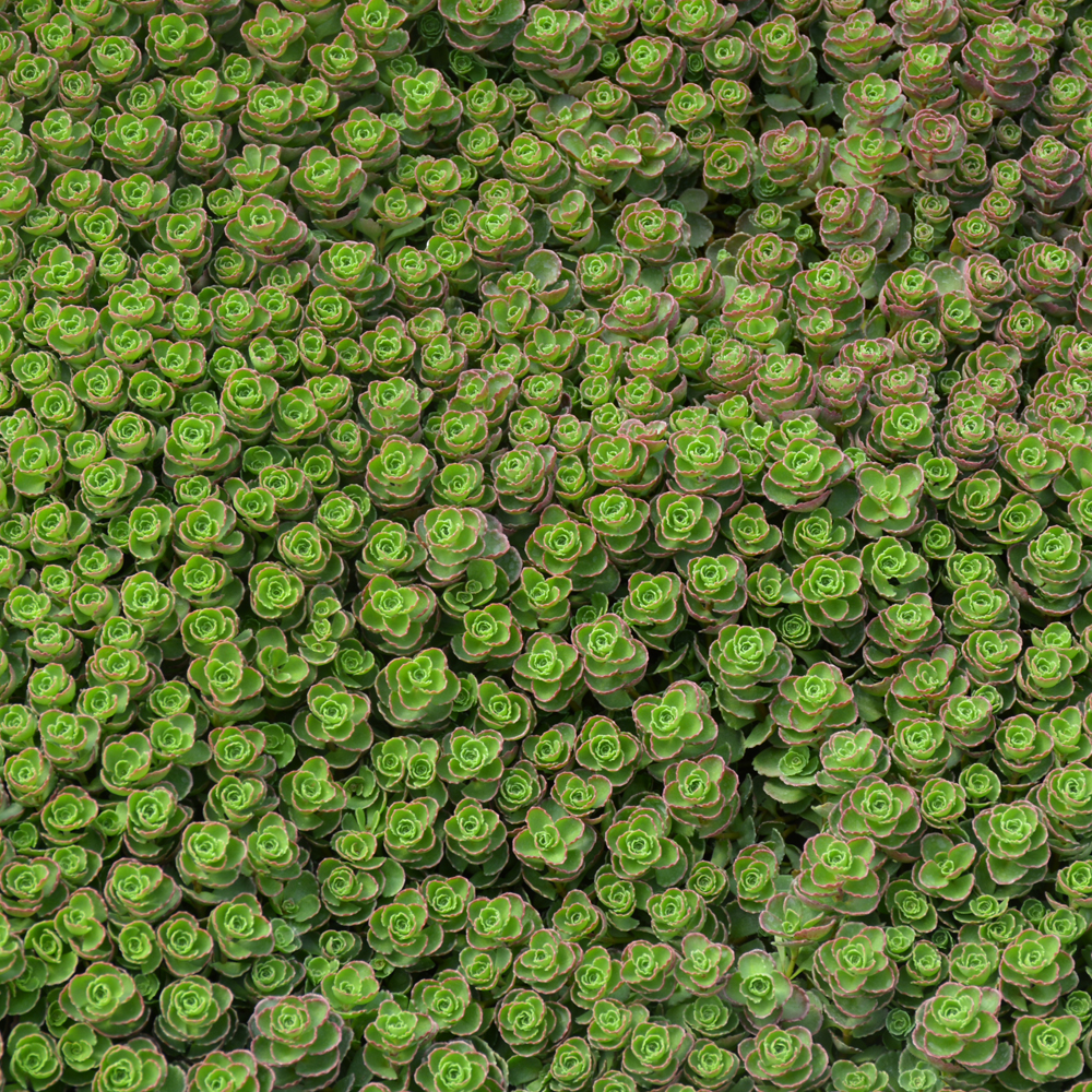 Dragon's Blood Stonecrop - Image 2