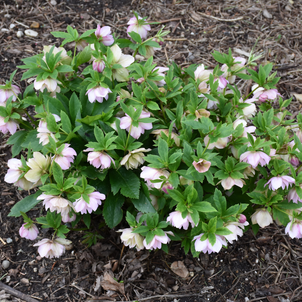 Wedding Party Flower Girl Hellebore - Image 2