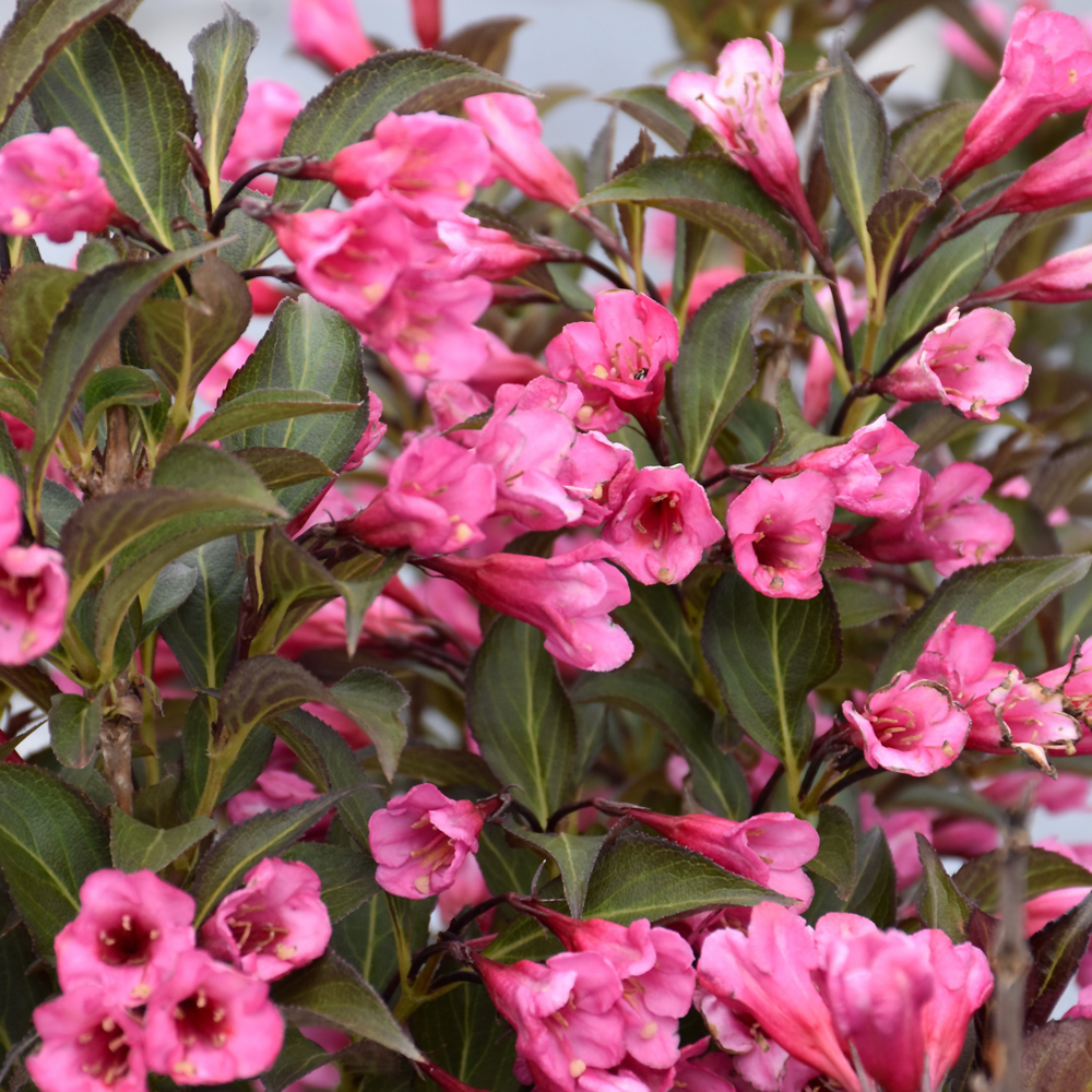 Wine and Roses Weigela