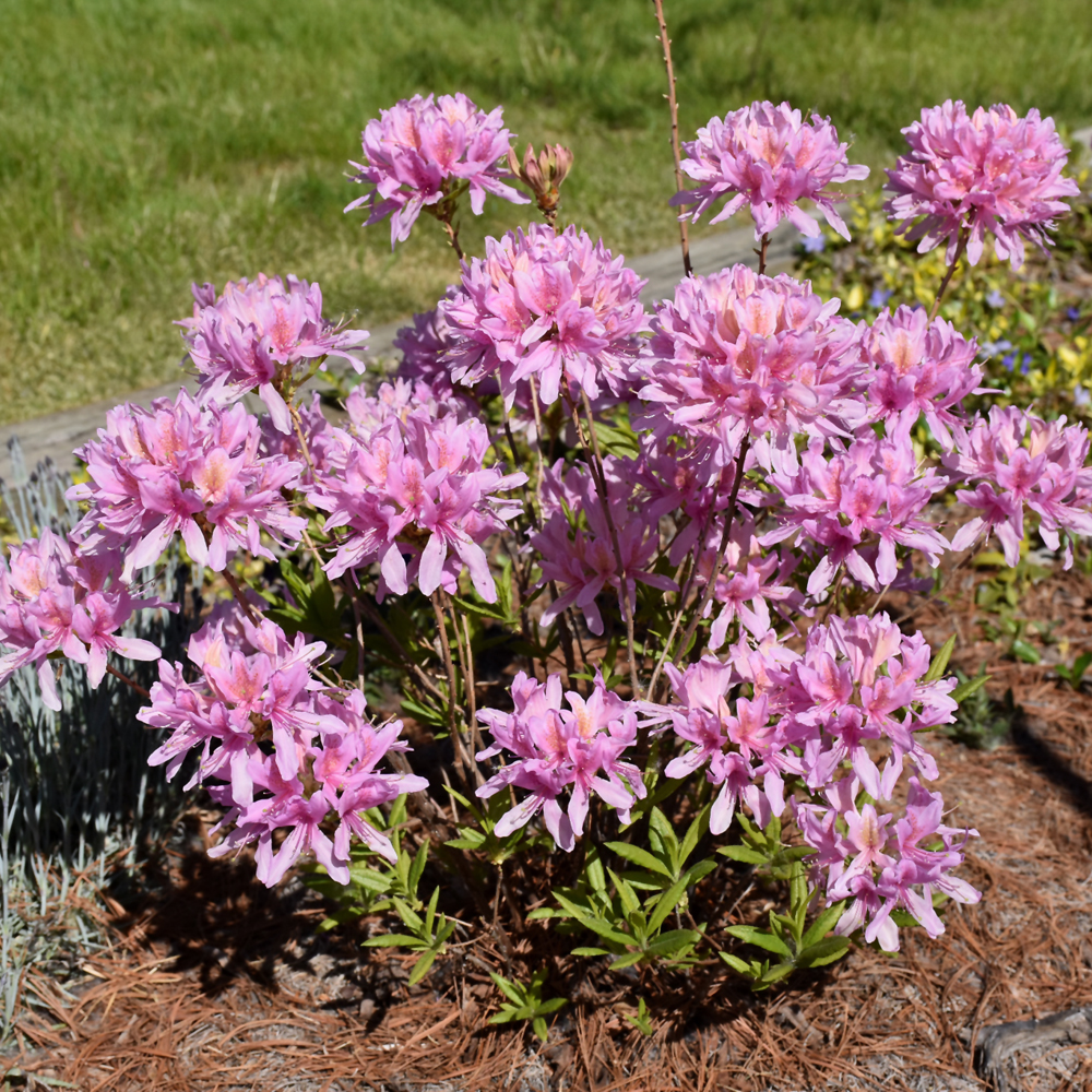 Orchid Lights Azalea - Image 2