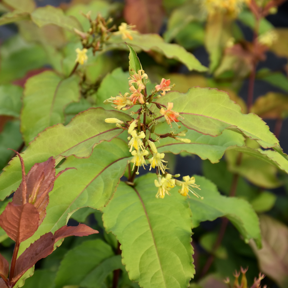 Kodiak Fresh Diervilla - Image 2