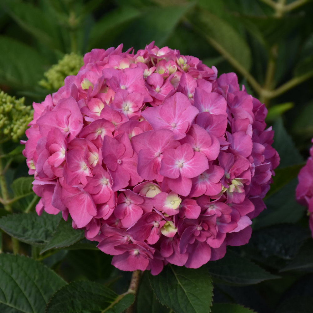 Let's Dance Arriba! Hydrangea - Image 2