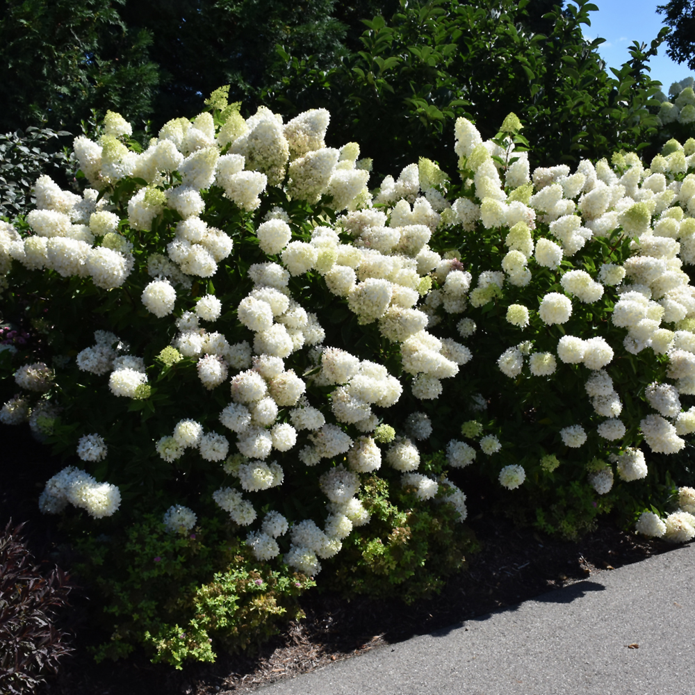 Zinfin Doll Hydrangea - Image 2