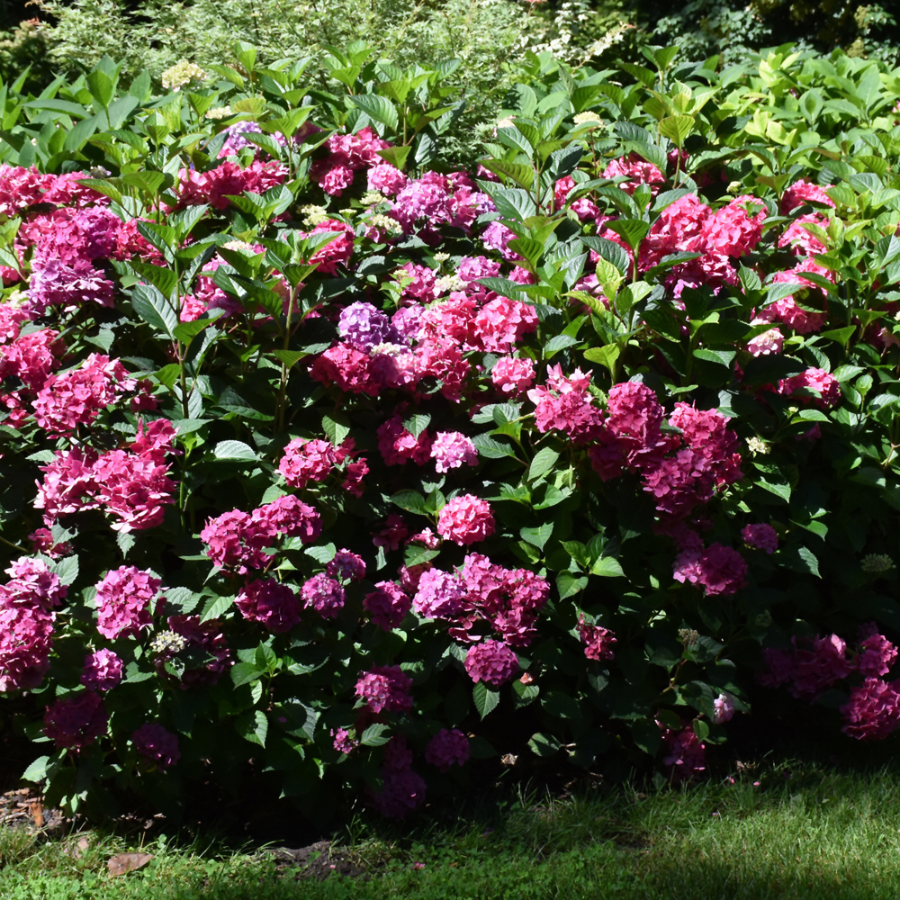 Let's Dance Arriba! Hydrangea - Image 3