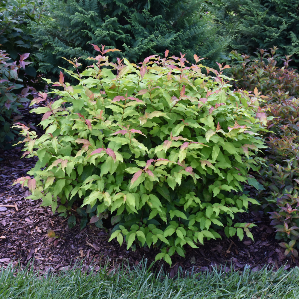 Kodiak Fresh Diervilla - Image 3