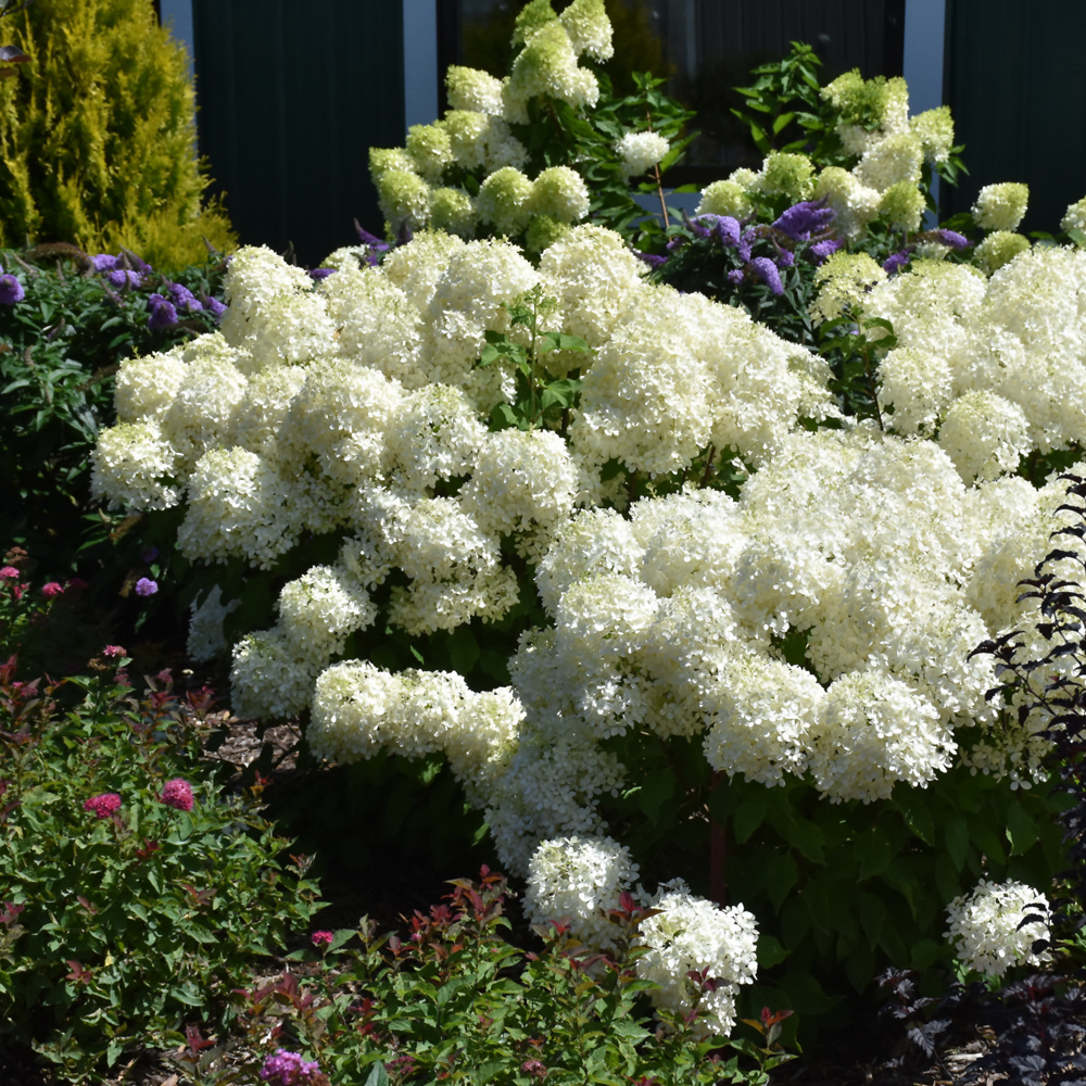 Puffer Fish Hydrangea - Image 2