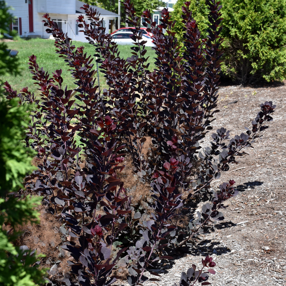 Winecraft Black Smokebush