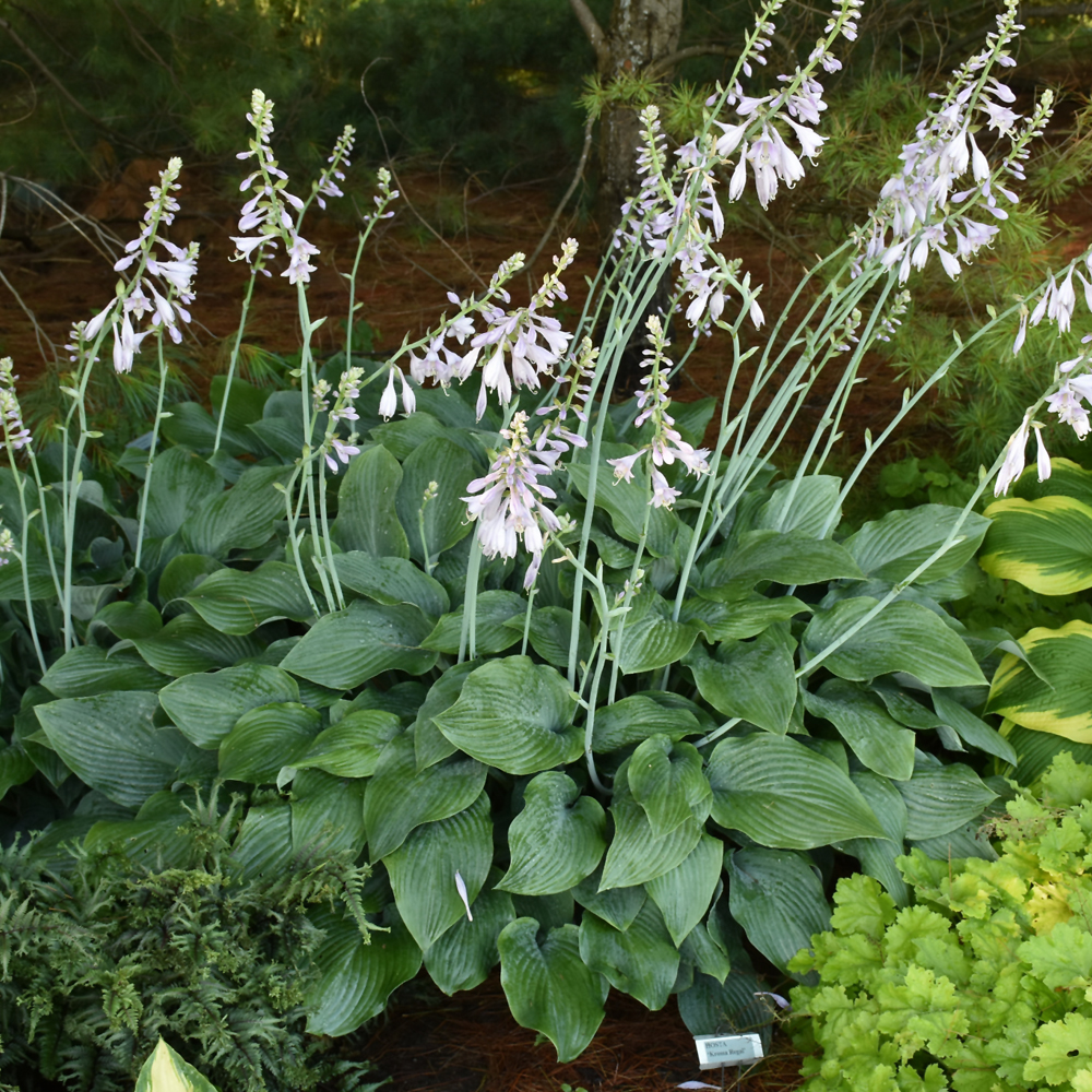 Krossa Regal Hosta - Image 3