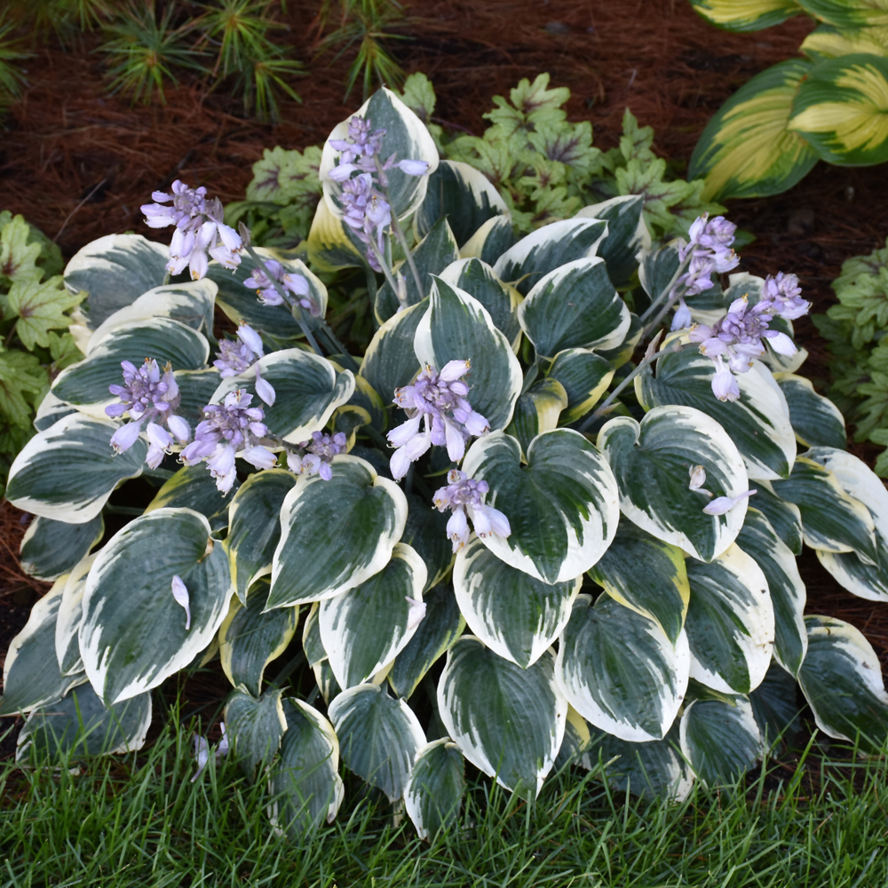 First Frost Hosta - Image 2