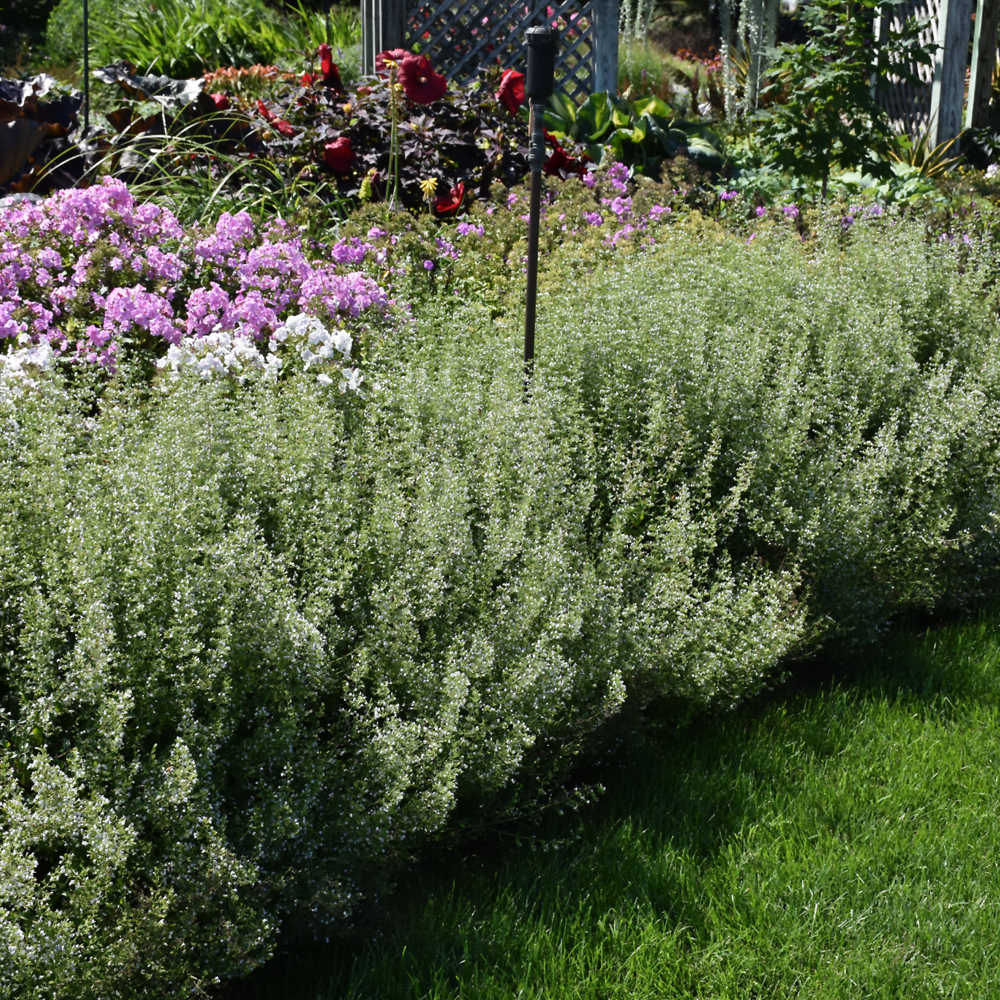 Montrose White Dwarf Calamint - Image 2
