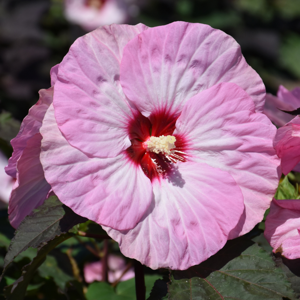 Summerific Spinderella Hibiscus