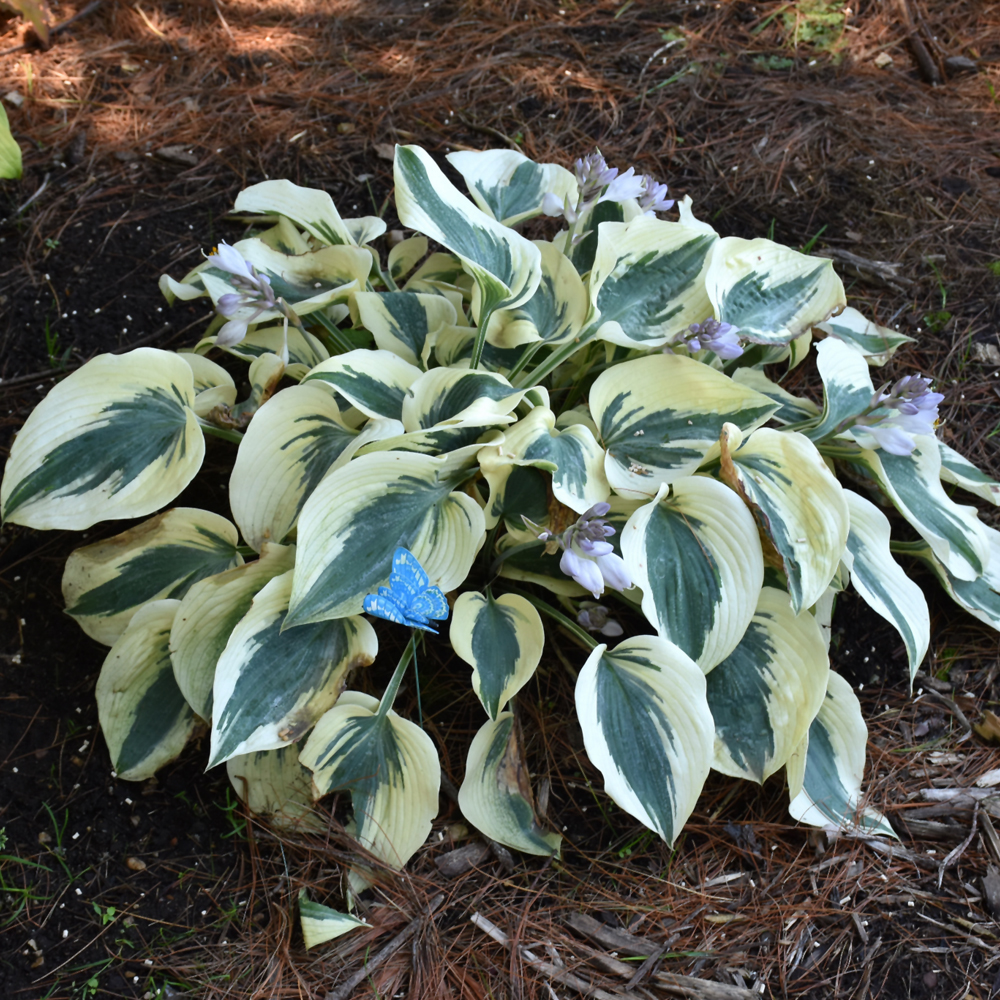 Blue Ivory Hosta - Image 2