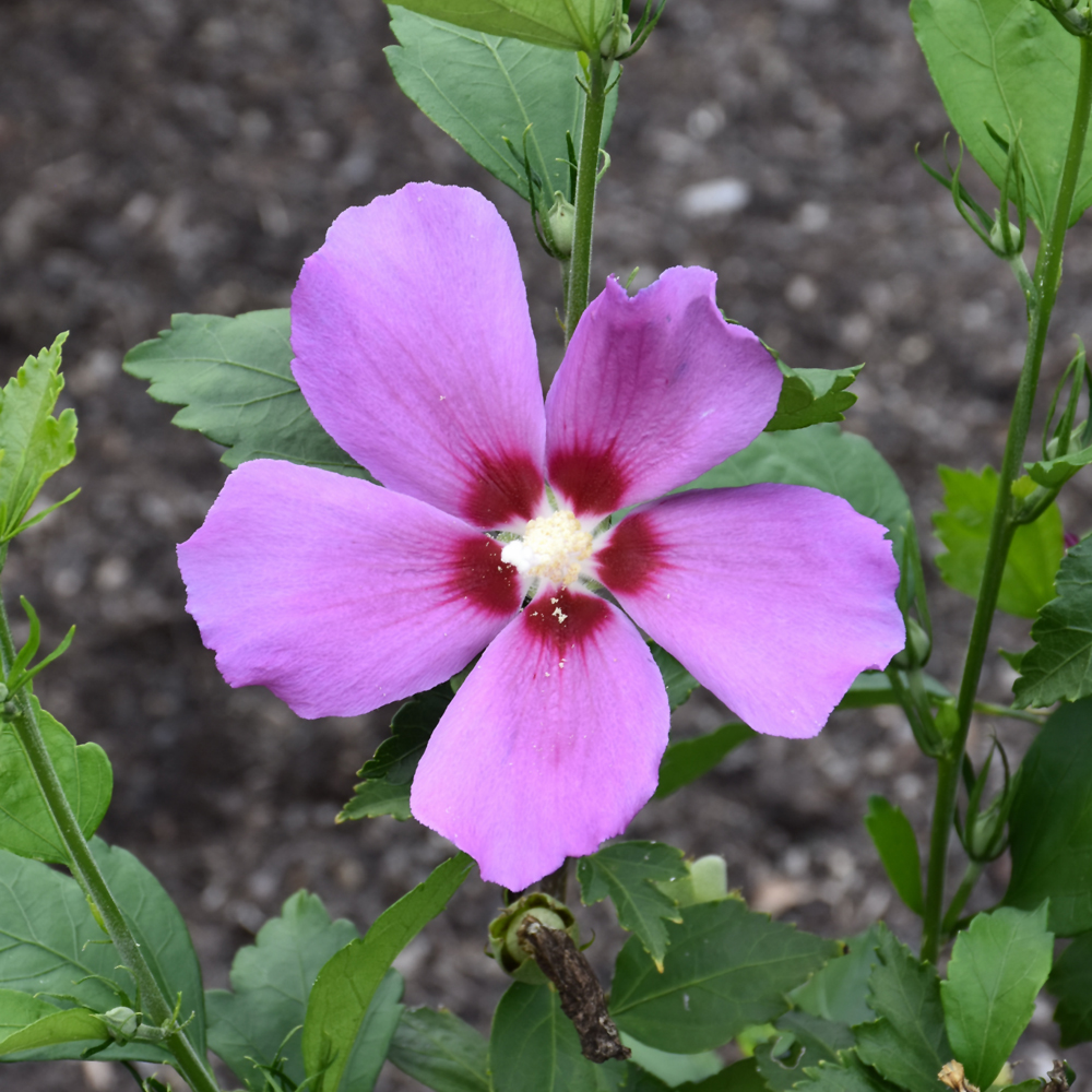 Purple Satin Rose of Sharon
