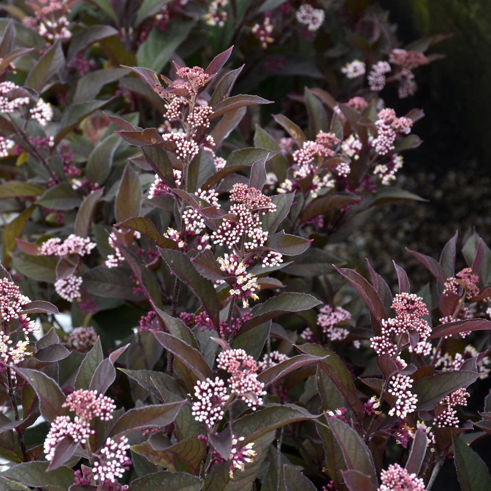 Pearl Glam Beautyberry - Image 2