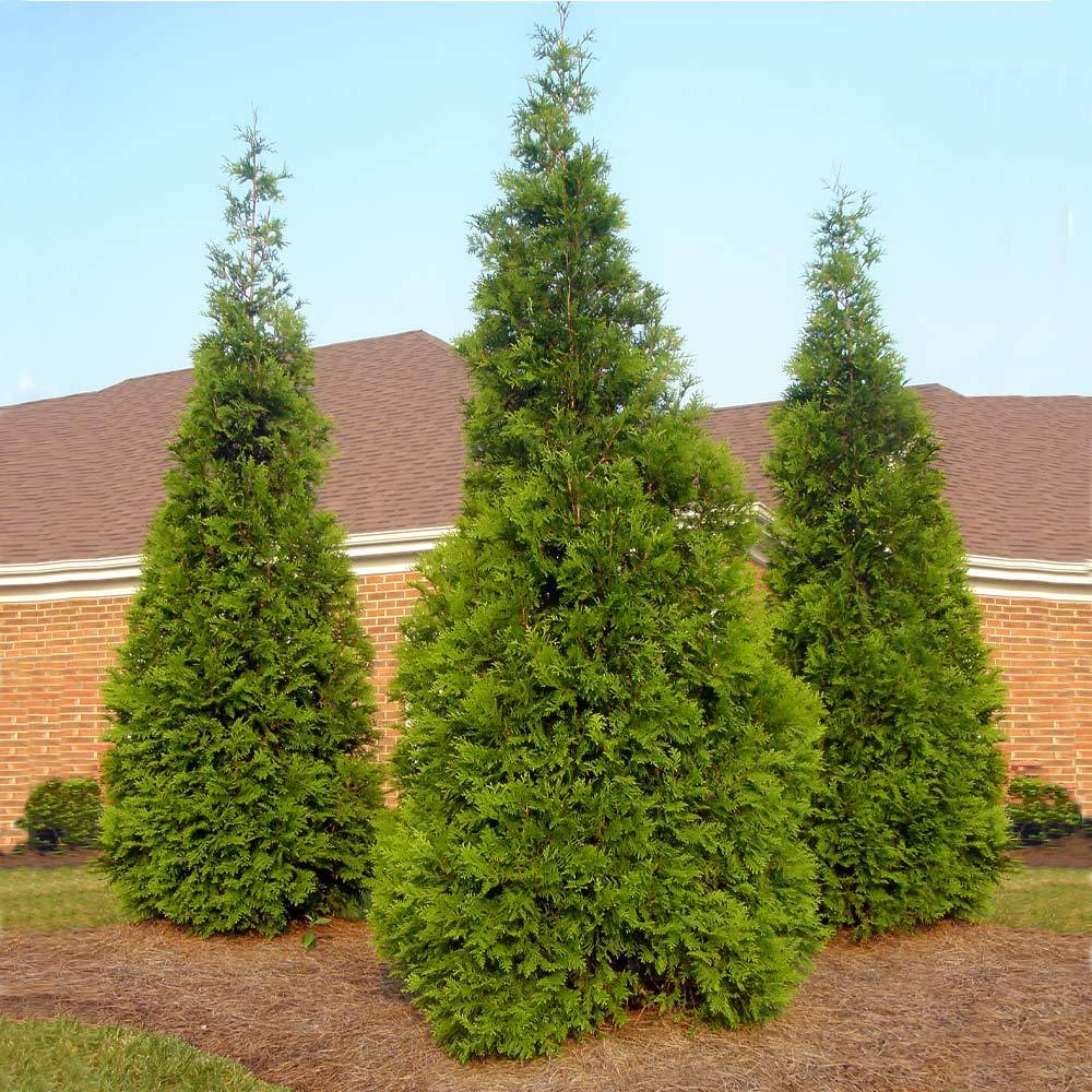 Green Giant Arborvitae - Image 3
