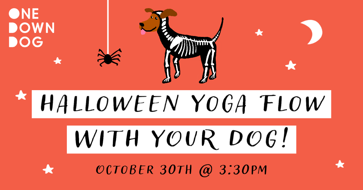 halloween yoga flow with your dog