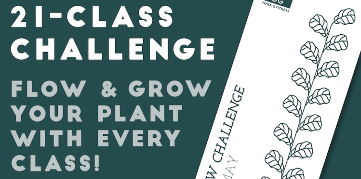 21 day yoga challenge eagle rock, silverlake, echo park, los feliz, highland park, glendale, DTLA
