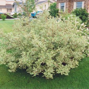 Silver Variegated Dogwood