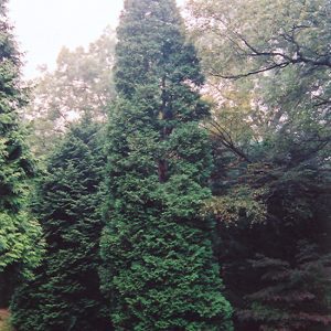 Hetz Wintergreen Arborvitae