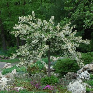 Tina Flowering Crab