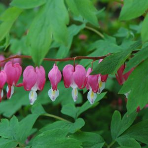 Common Bleeding Heart