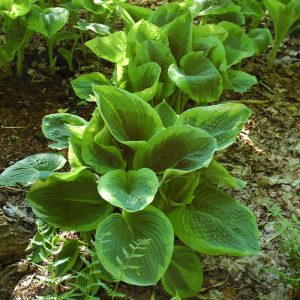 Frances Williams Hosta