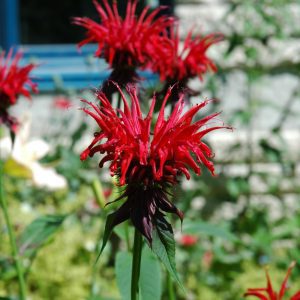 Jacob Cline Beebalm