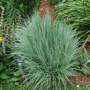 The Blues Bluestem