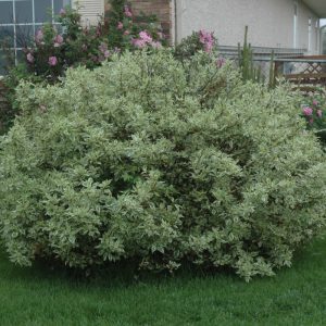 Ivory Halo Dogwood