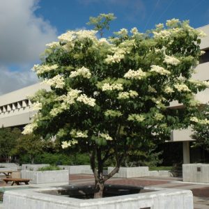 Ivory Silk Japanese Tree Lilac