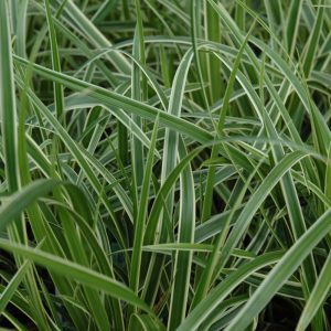 Ice Dance Sedge