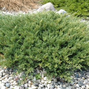 Andorra Juniper
