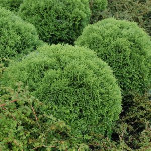 Little Giant Arborvitae