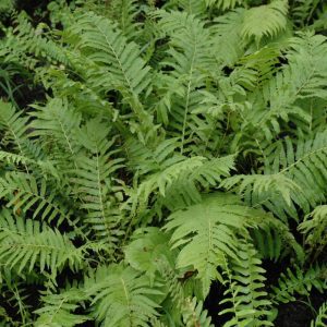 Christmas Fern