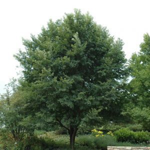 New Horizon Elm