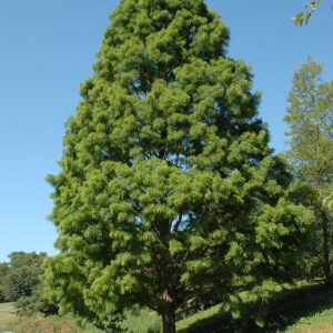 Shawnee Brave Baldcypress