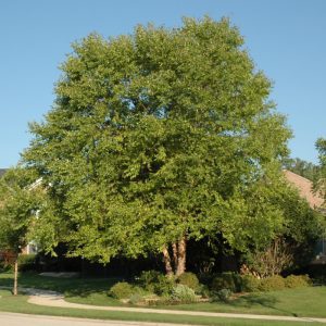Heritage River Birch