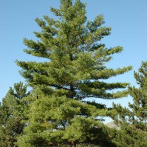 White Pine