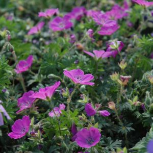 Max Frei Cranesbill