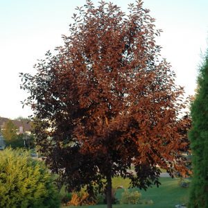 Canada Red Chokecherry