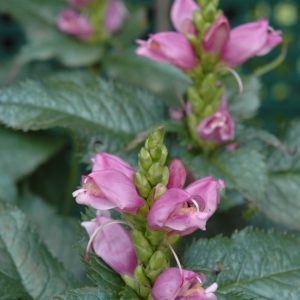 Hot Lips Turtlehead