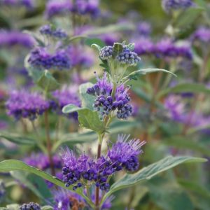 Dark Knight Caryopteris