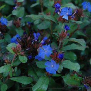 Plumbago