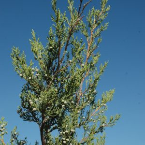 Hetz Columnar Juniper