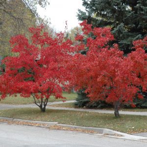 Flame Amur Maple