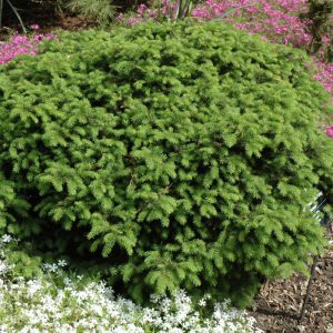 Elegans Spruce